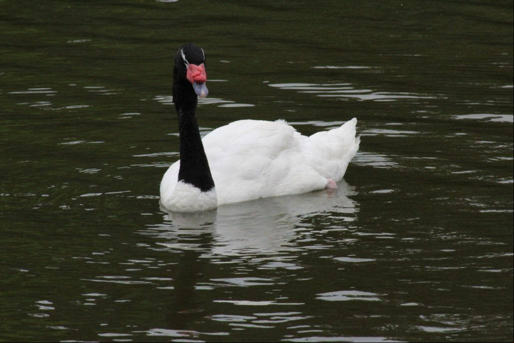 Animal infectado é um cisne-de-pescoço-preto
